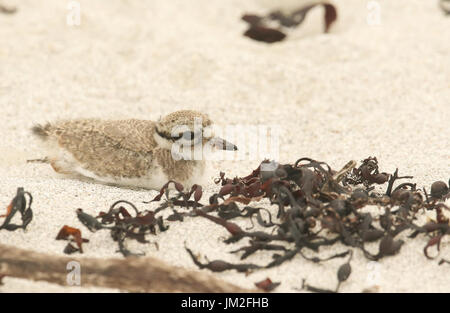 Un simpatico baby inanellato Plover (Charadrius hiaticula) nascondersi dai predatori di sabbia su una spiaggia sulle isole Orcadi, Scozia. Foto Stock