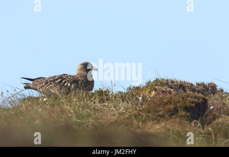 Un sorprendente Grande Skua (Catharacta skua) seduto su una collina su Hoy sulle isole di Orkney. Foto Stock