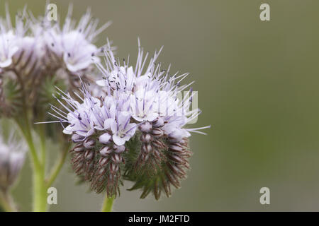 Una bellissima Phacelia (Phacelia tanacetifolia) fiore, è una specie di phacelia noti con i nomi comuni di lacy phacelia, tansy blu o porpora tansy. Foto Stock