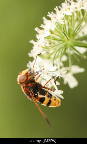 Un grande giallo Hoverfly (Volucella inanis) nectaring su un fiore. Foto Stock