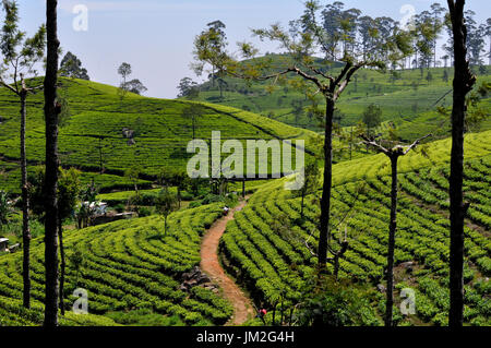 Vista di Dambatenne piantagione di tè, Sri Lanka Foto Stock