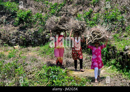 I lavoratori che trasportano legna da ardere in una piantagione di tè di Sri Lanka Foto Stock