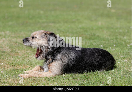 Border terrier cane in giardino nel Regno Unito Foto Stock