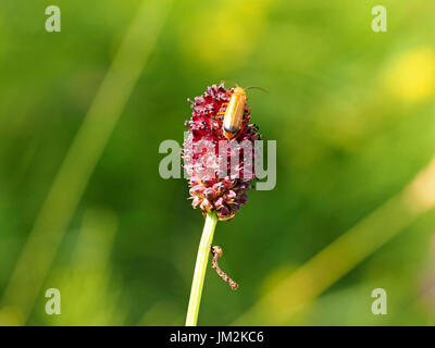 Soldier Beetle (Rhagonycha fulva) uno scarabeo a scatto di Coleoptera Order on Great Burnet (Sanguisorba officinalis) con cadavere di caterpillar parassitato Foto Stock