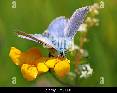 Iridato setosa comune maschio Blue Butterfly (Polyommatus Icarus) alimentazione sul luminoso giallo fiore di foodplant Trifoglio del piede dell'Uccello (Lotus corniculatus) Foto Stock