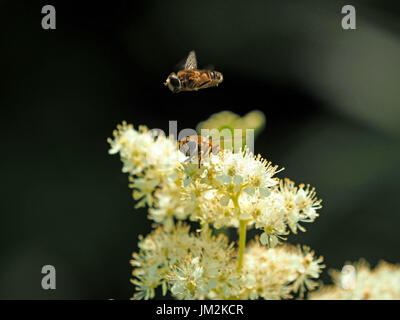 Hoverfly (Myathropa florae) volare al di sopra di quella potenziale mate alimentazione su flowerhead composito di olmaria (Filipendula ulmaria) Cumbria,l'Inghilterra, Regno Unito Foto Stock