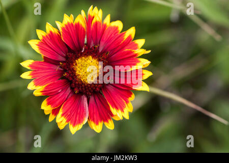 Firewheel Blanketflower a Audubon National Wildlife Refuge, North Dakota. Foto Stock