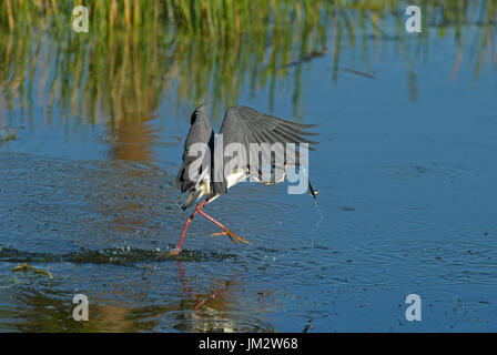 Airone tricolore Egretta pesca tricolore sulla piscina Viera Zone Umide Florida USA Foto Stock
