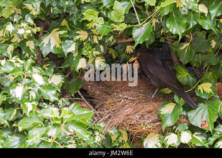 Merlo Turdus merula clour inanellato alimentazione maschio 3 pulcini vicino al giovane a nido di edera in giardino Holt Norfolk Luglio Foto Stock