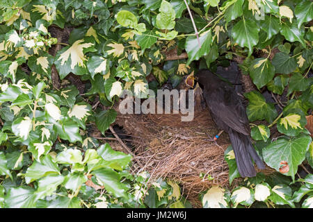 Merlo Turdus merula clour inanellato alimentazione maschio 3 pulcini vicino al giovane a nido di edera in giardino Holt Norfolk Luglio Foto Stock