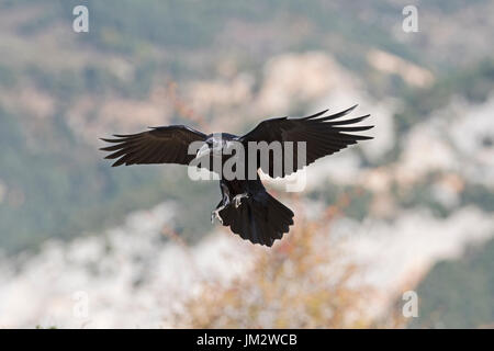 Comune di Corvo imperiale Corvus corax Pirenei spagnoli Foto Stock