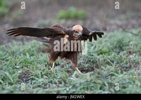 Western Marsh Harrier Circus aeruginosus femmina d'inverno in Spagna Foto Stock