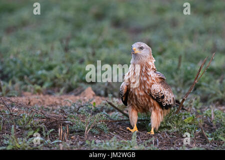 Red Kitle Milvus milvus Spagna inverno Foto Stock