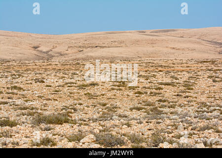 Semi-arido habitat casa di color crema, Courser Berthelot's Pipit e Houbara Bustard, Pianura Tindaya Fuerteventura Isole Canarie Foto Stock