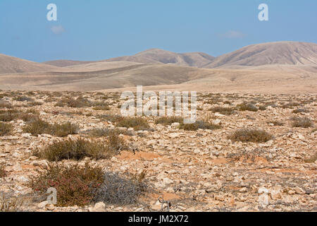 Semi-arido habitat casa di color crema, Courser Berthelot's Pipit e Houbara Bustard, Pianura Tindaya Fuerteventura Isole Canarie Foto Stock