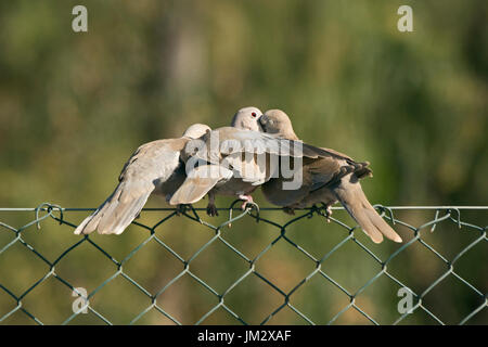 Eurasian Colomba a collare Streptopelia decaocto adulto regurgitating a giovani Fuertuventura Isole Canarie Foto Stock