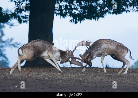 Daino Dama Dama bucks combattimenti durante la routine Sevenoaks Kent Ottobre Foto Stock