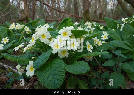 Primrose Primula vulgaris crescendo in cedui hazel bosco in North Norfolk Foto Stock