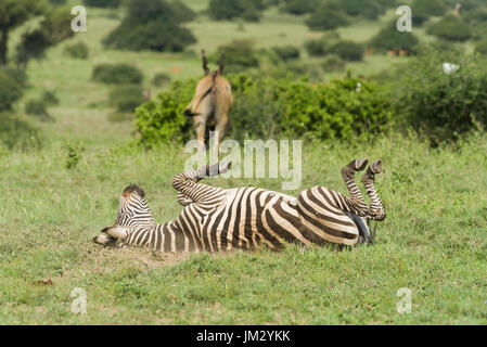 Una pianura Zebra (Equus quagga) laminazione in polvere nel Parco Nazionale di Nairobi, Kenya Foto Stock