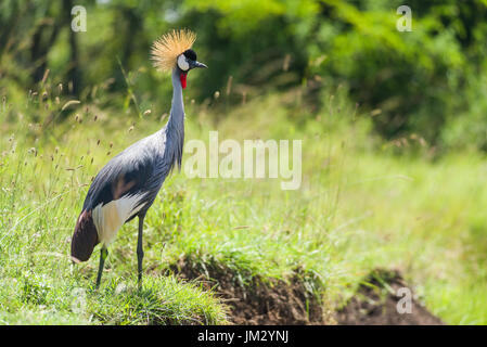 Grey Crowned Crane (Balearica regulorum), uccello nazionale di Uganda, in piedi da erba alta, il Parco Nazionale di Nairobi, Kenya Foto Stock