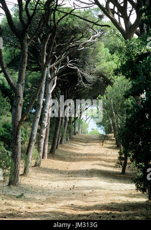 Viale alberato Foto Stock