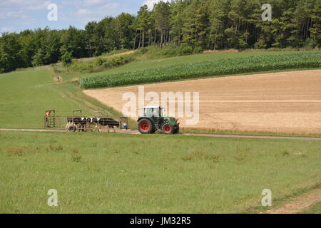 Kall, Germania - 21 Luglio 2017 - Bella Eifel in Germania con le mucche guidato da un trattore Foto Stock