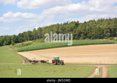 Kall, Germania - 21 Luglio 2017 - Bella Eifel in Germania con le mucche guidato da un trattore Foto Stock