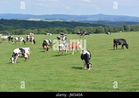 Kall, Germania - 21 Luglio 2017 - Bella Eifel in Germania con vacche su measture Foto Stock