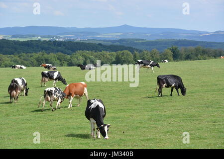 Kall, Germania - 21 Luglio 2017 - Bella Eifel in Germania con vacche su measture Foto Stock
