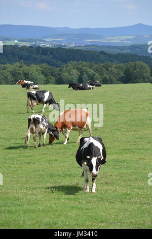 Kall, Germania - 21 Luglio 2017 - Bella Eifel in Germania con vacche su measture Foto Stock