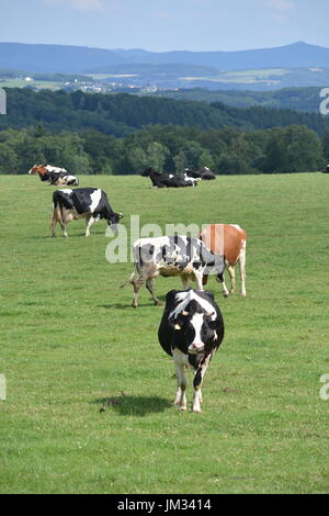 Kall, Germania - 21 Luglio 2017 - Bella Eifel in Germania con vacche su measture Foto Stock
