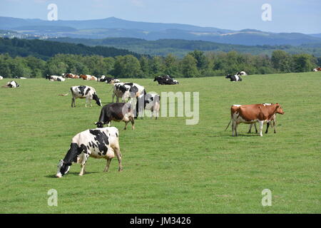 Kall, Germania - 21 Luglio 2017 - Bella Eifel in Germania con vacche su measture Foto Stock