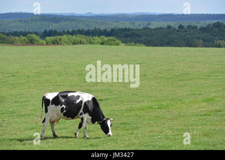 Kall, Germania - 21 Luglio 2017 - Bella Eifel in Germania con vacche su measture Foto Stock