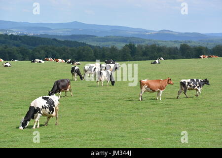 Kall, Germania - 21 Luglio 2017 - Bella Eifel in Germania con vacche su measture Foto Stock