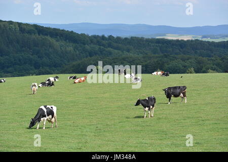 Kall, Germania - 21 Luglio 2017 - Bella Eifel in Germania con vacche su measture Foto Stock