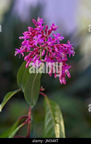 Vista ravvicinata di Fuchsia arborescens Foto Stock