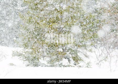 Blizzard con forti nevicate in taiga forest, wapusk national park, Manitoba, Canada. Foto Stock