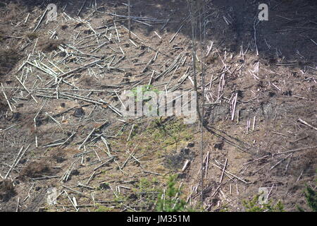 Kall, Germania - 21 Luglio 2017 - danni da vento nella foresta in tedesco Eifel Foto Stock