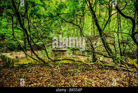 Rovina nel bosco Foto Stock