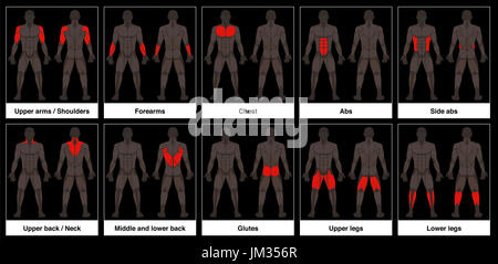 Diagramma del muscolo - corpo maschio, frontale e vista posteriore con evidenziate in rosso le parti muscolari. Foto Stock