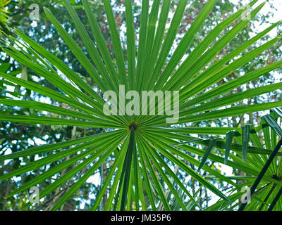 Trachycarpus fortunei leaf in dettaglio in corrispondenza di una casa francese di campagna garden Foto Stock