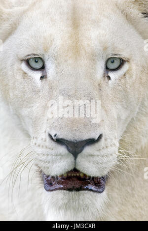 African leonessa bianca - Panthera leo Foto Stock