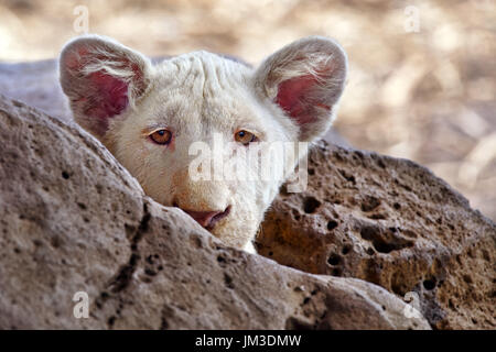 African white LION CUB - Panthera leo Foto Stock
