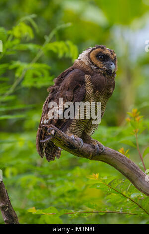 Marrone asiatica di gufo di legno su albero nella foresta Foto Stock