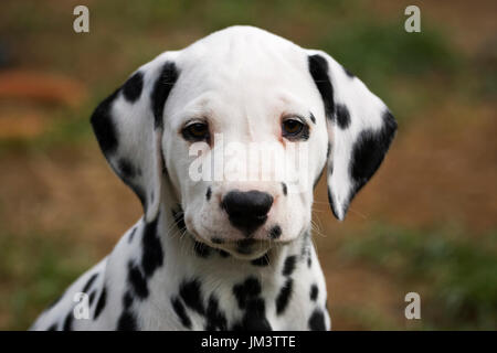 Ritratto di dalmata cucciolo di 8 settimane Foto Stock