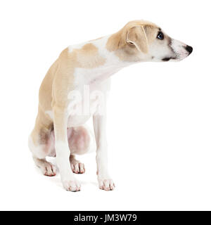Curioso carino whippet cucciolo di cane seduto isolato su sfondo bianco Foto Stock