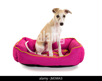 Carino Il whippet cucciolo seduto nel suo cane rosa bed isolati su sfondo bianco Foto Stock