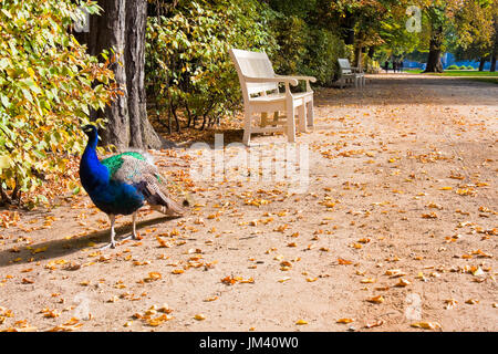 Peacock passeggiate il vicolo con banchi di bianco su una soleggiata giornata autunnale nel Parco Lazienki, Varsavia, Polonia Foto Stock