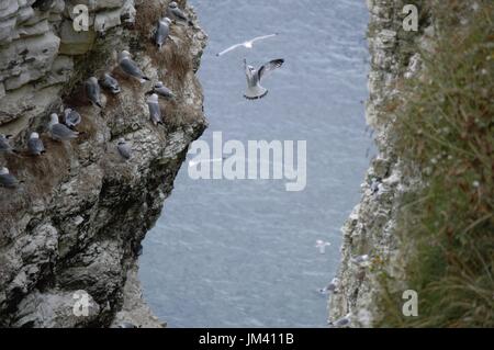 Gull tra le scogliere Foto Stock