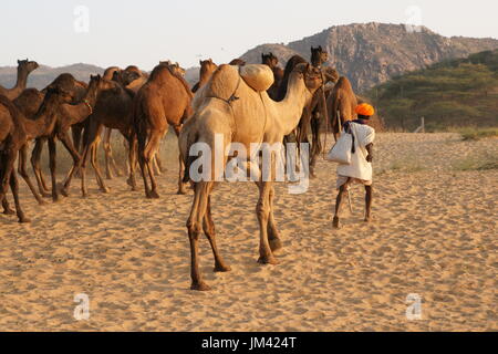 Camel herder guida un gruppo di cammelli nel deserto dopo aver frequentato l'annuale Fiera di Pushkar nel Rajasthan, India. Foto Stock